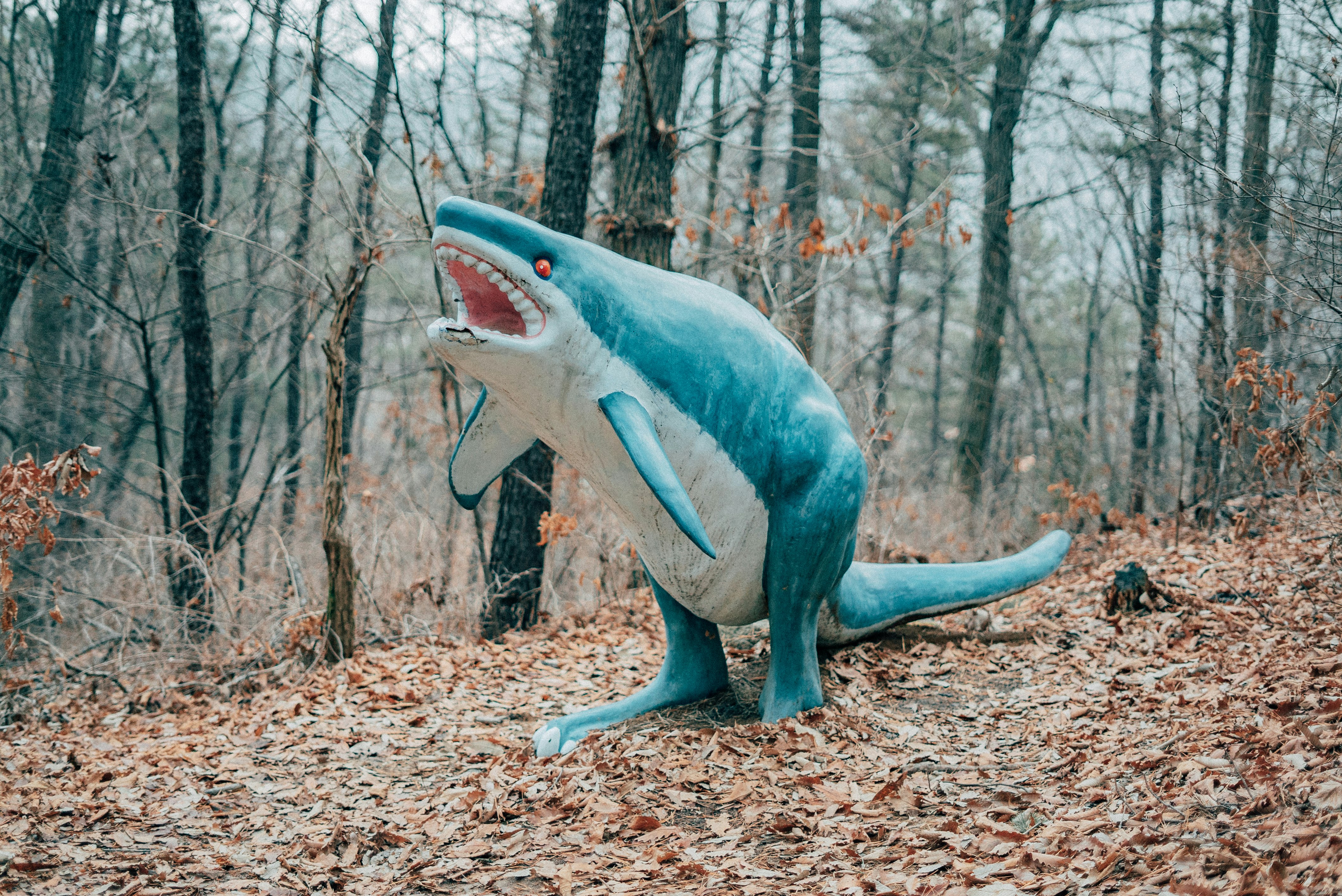 blue and white shark figurine on brown dried leaves